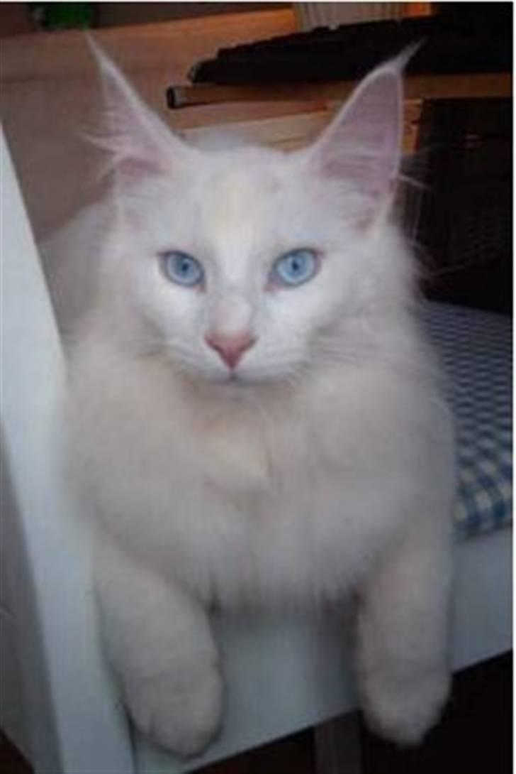 Norsk Skovkat DK Kj White Chokos Fnuggi billede 4