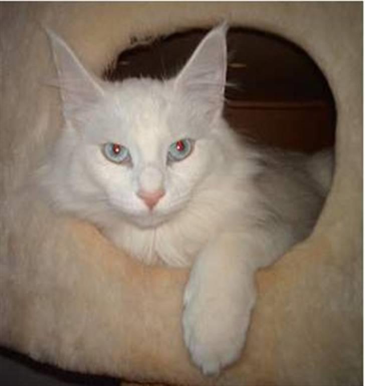 Norsk Skovkat DK Kj White Chokos Fnuggi billede 5