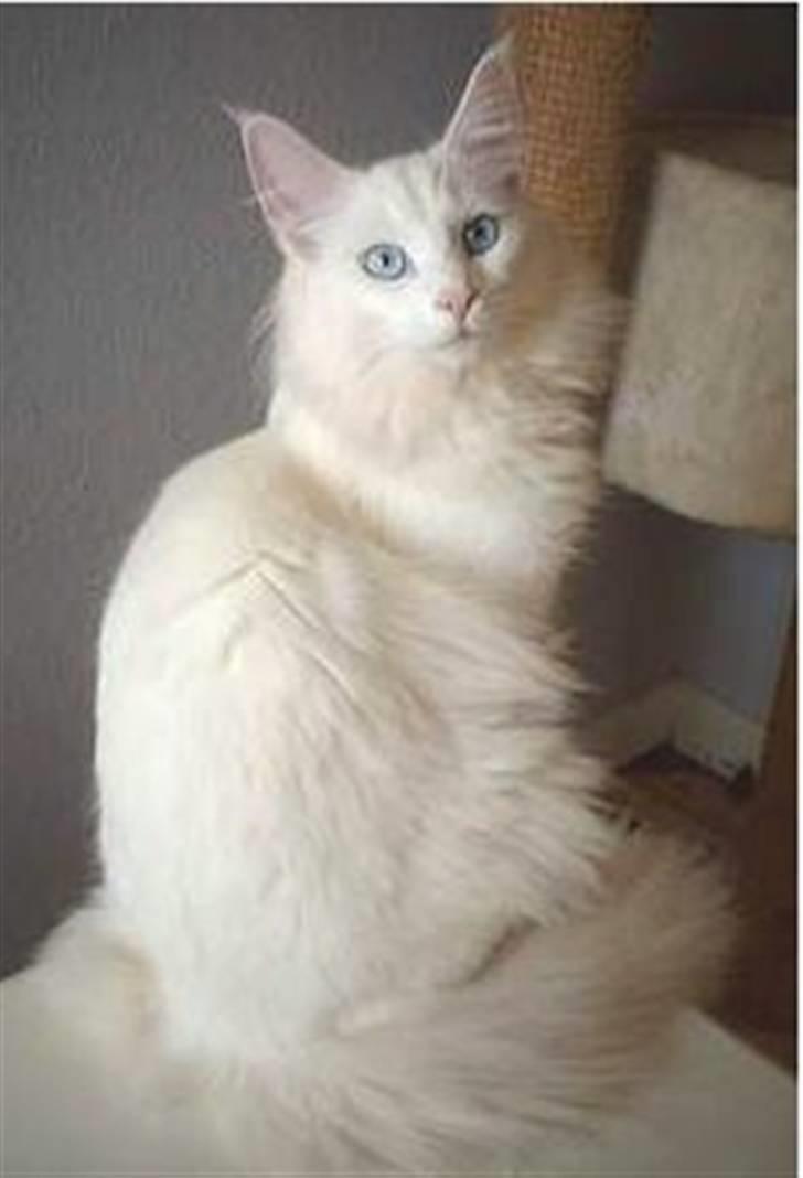 Norsk Skovkat DK Kj White Chokos Fnuggi billede 6