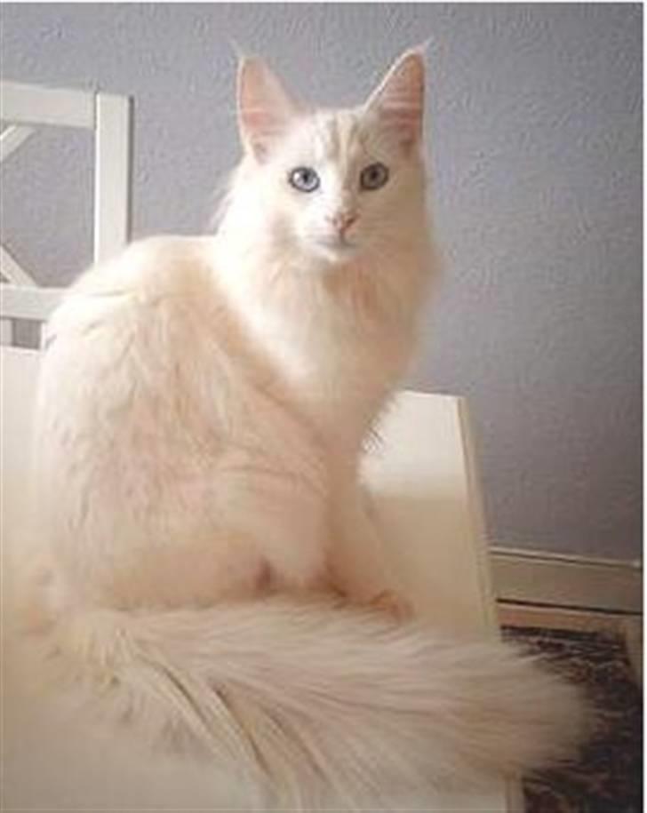 Norsk Skovkat DK Kj White Chokos Fnuggi billede 7