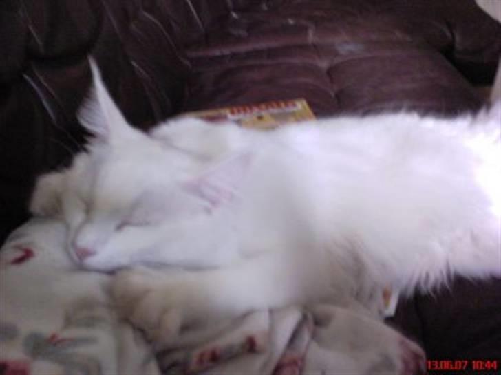 Norsk Skovkat DK Kj White Chokos Fnuggi billede 8