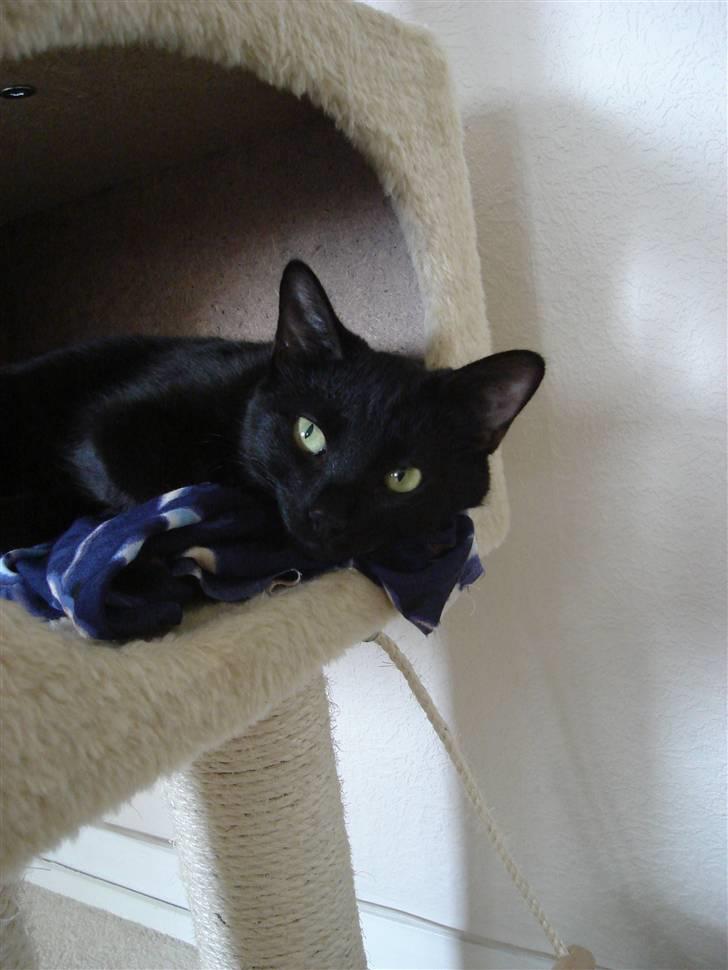 Huskat kahlua - min smukke kat billede 1