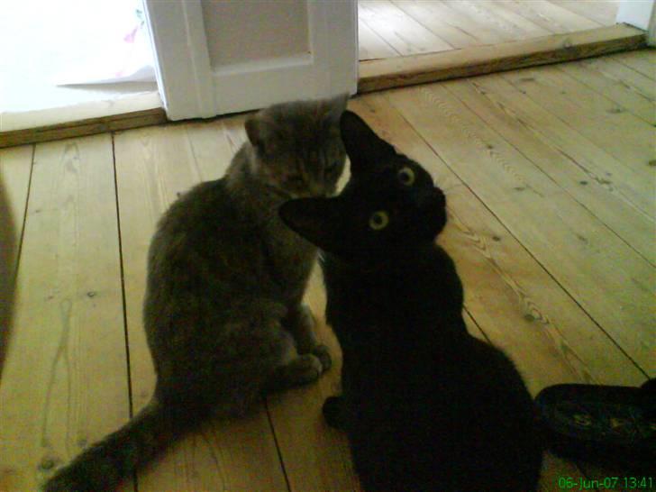 Huskat kahlua - De to misser sidder og venter på at det bliver madtid billede 2