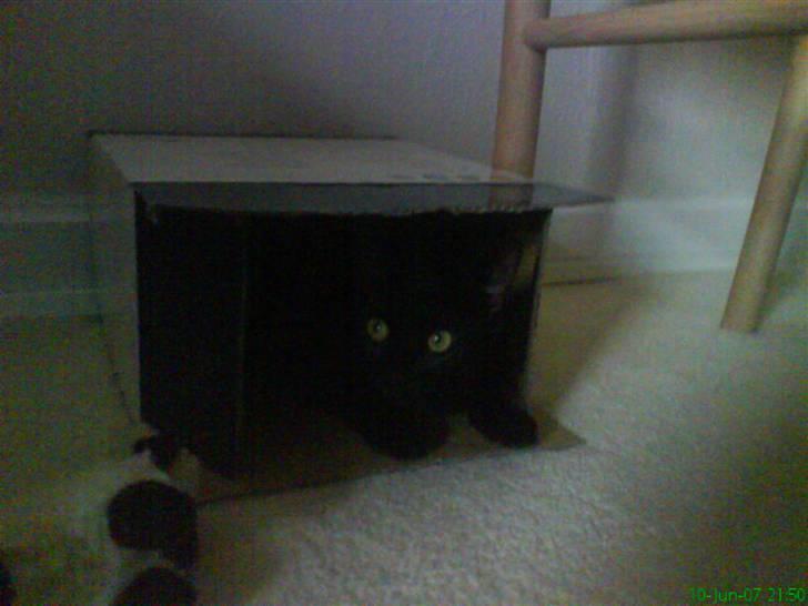 Huskat kahlua - kahlua elsker at lege. Hun gemmer sig og håber nogle går forbi, så hun kan springe på dem billede 3