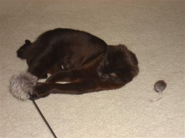 Huskat kahlua - Endnu et billede hvor hun leger billede 4