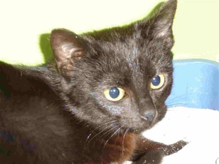 Huskat kahlua - Sådan så hun ud på internatet - lille og skræmt billede 5