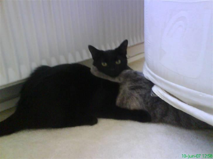 Huskat kahlua - Det er heldigvis bare for sjov :) billede 6