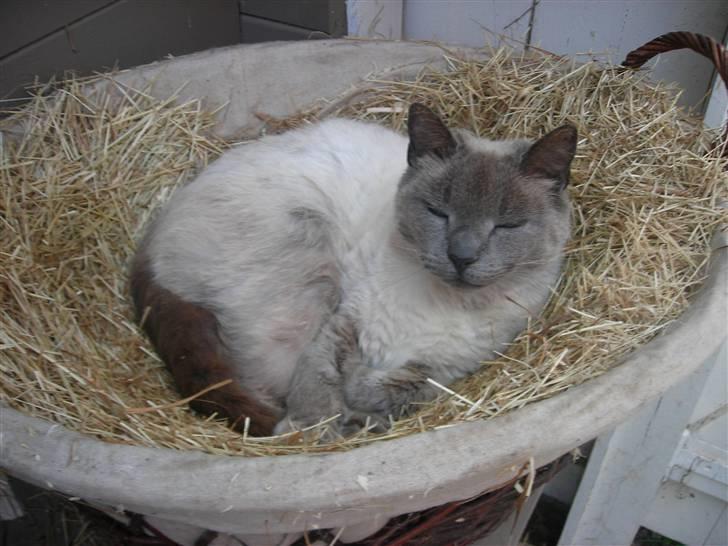 Huskat Prinsesse Nala - HEJ... billede 2