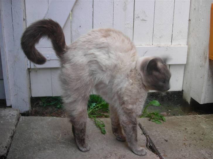 Huskat Prinsesse Nala - Arrrrr Godmorgen billede 3