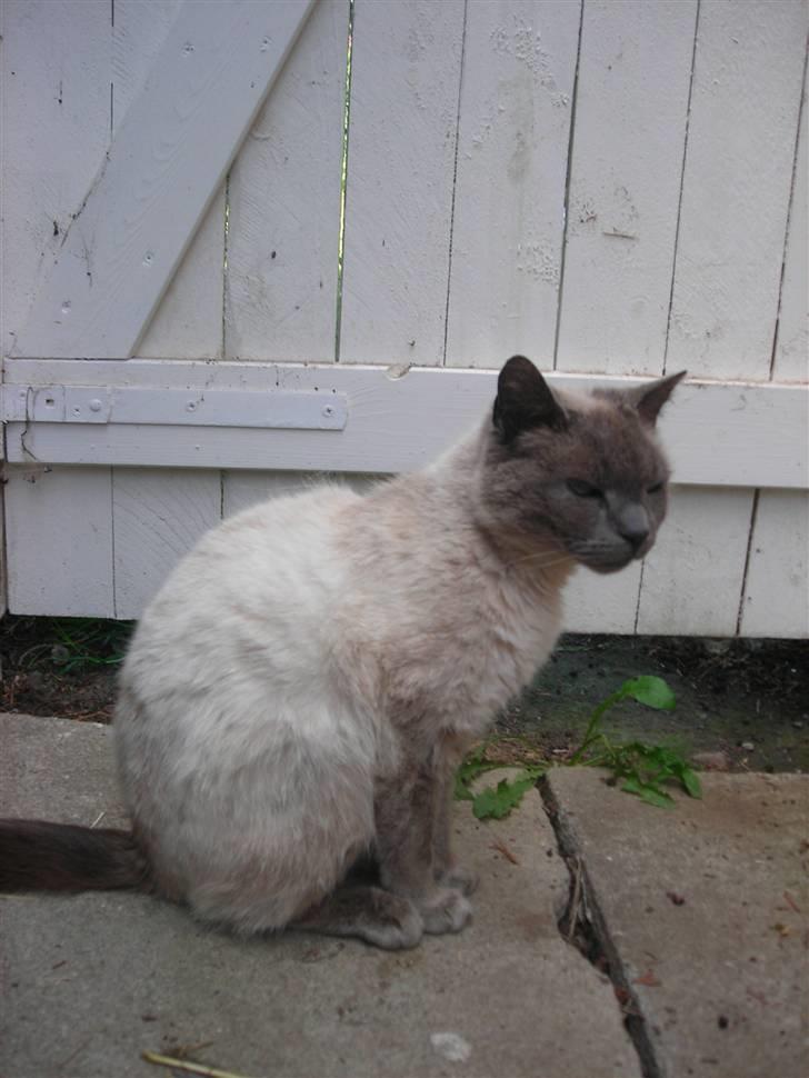 Huskat Prinsesse Nala - Smukke Nala billede 4