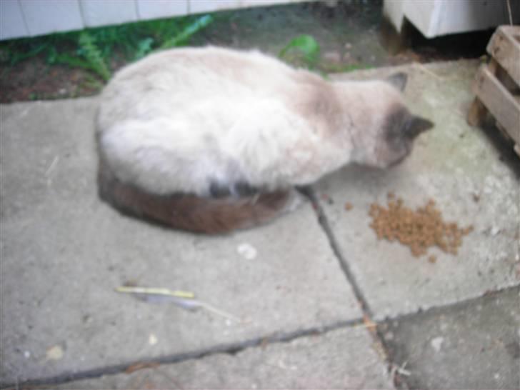 Huskat Prinsesse Nala - Mmmm Mad billede 5