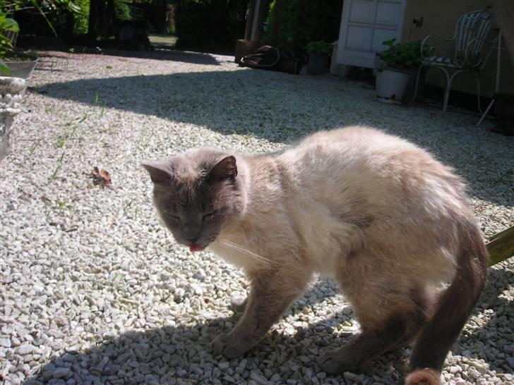 Huskat Prinsesse Nala - Nalle er ved at skrifte pels så hun er ikke så smuk som hun plager billede 6