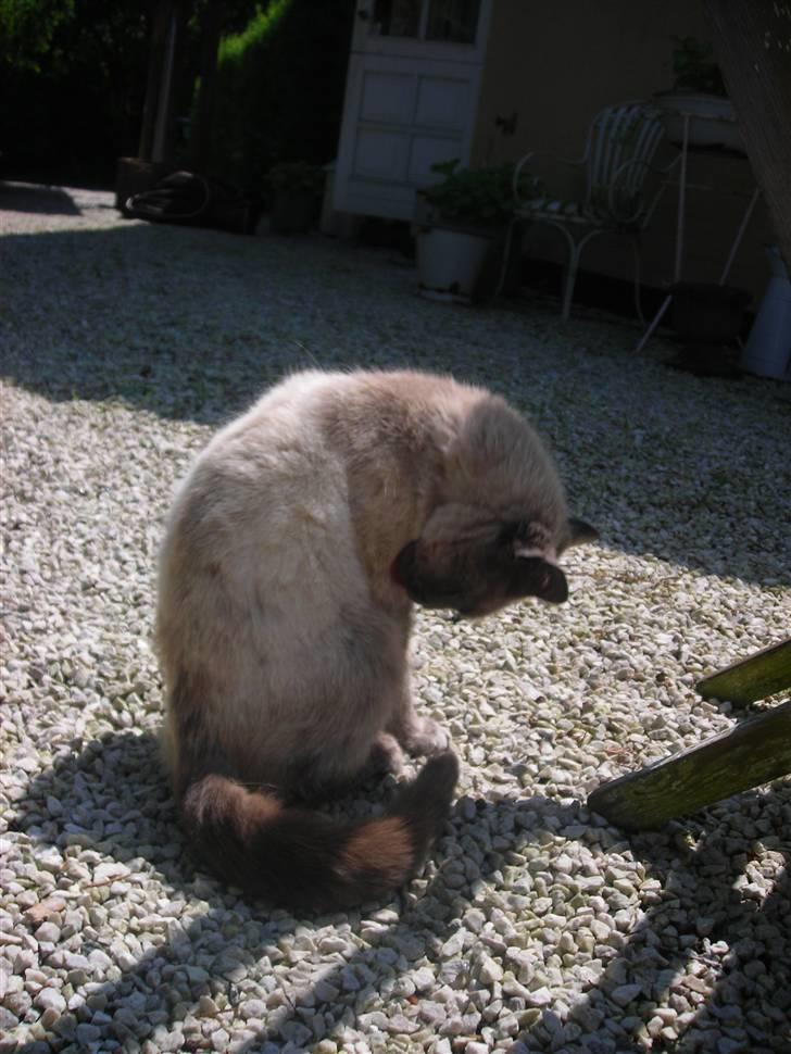 Huskat Prinsesse Nala - slikke slikke... billede 7