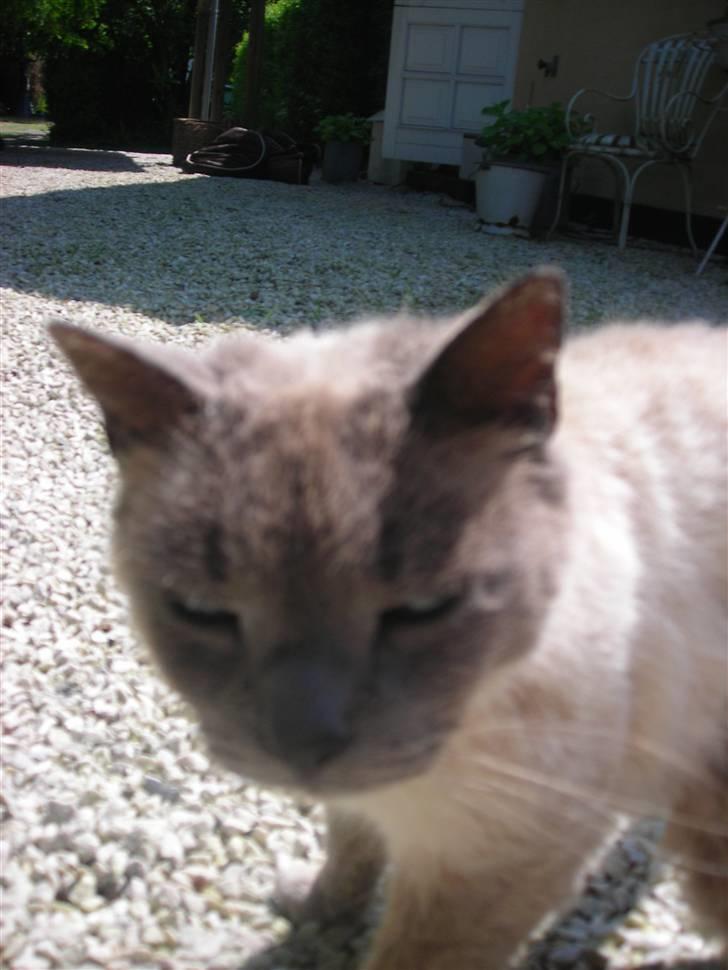 Huskat Prinsesse Nala - Nalle´s hoved billede 8