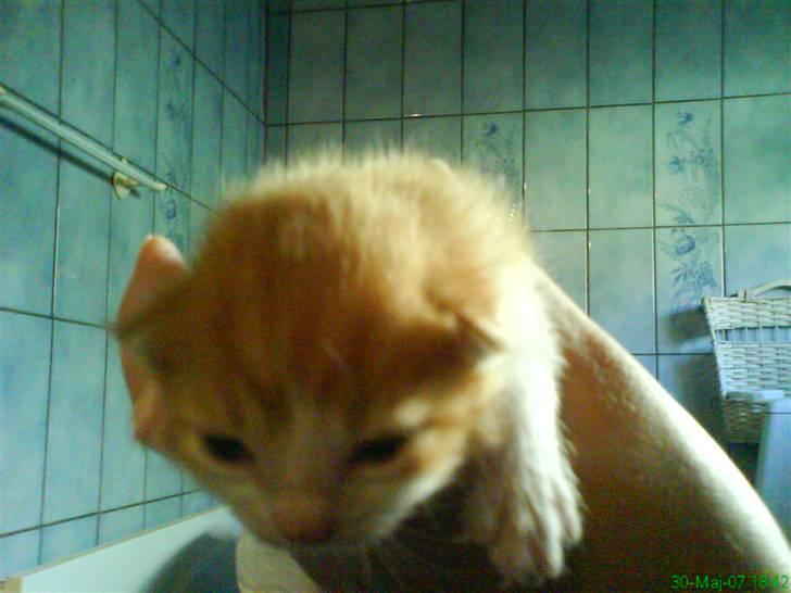 Blanding af racer cirkeline billede 14