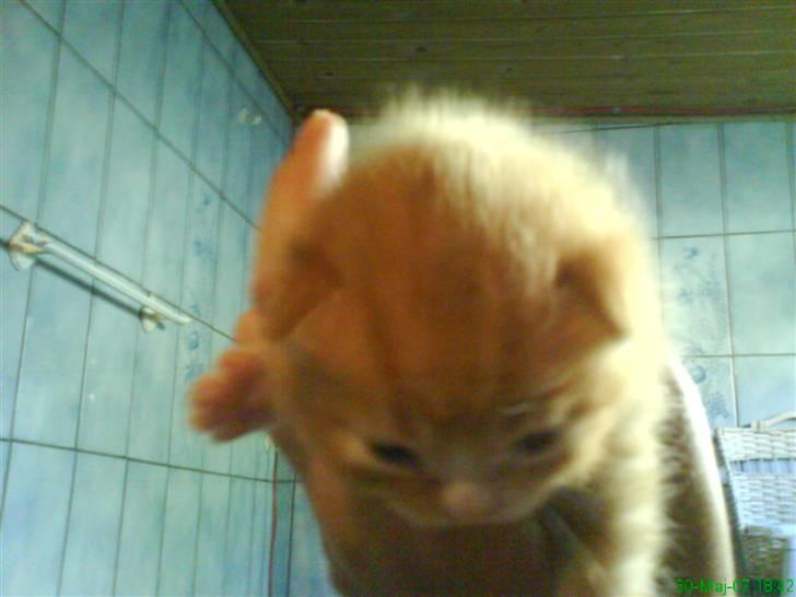 Blanding af racer cirkeline billede 15