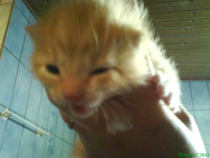 Blanding af racer cirkeline billede 16