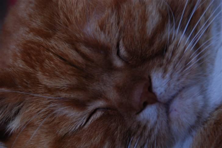 Blanding af racer Kisser - Nurh :* Jeg elsker dig kat <3 billede 15