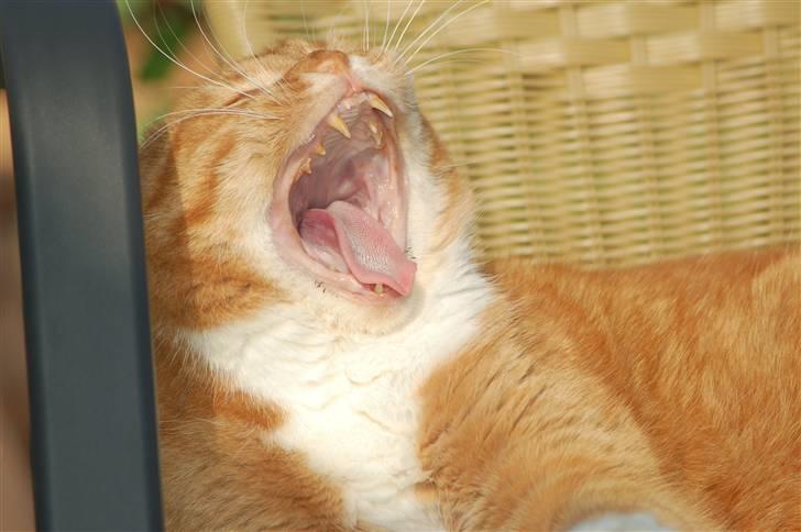 Blanding af racer Kisser - Gab! o: billede 16