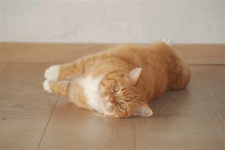 Blanding af racer Kisser - Haha legesyge kisser :D billede 17