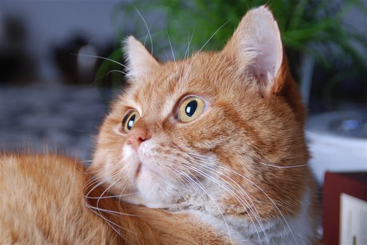 Blanding af racer Kisser - :´D billede 18