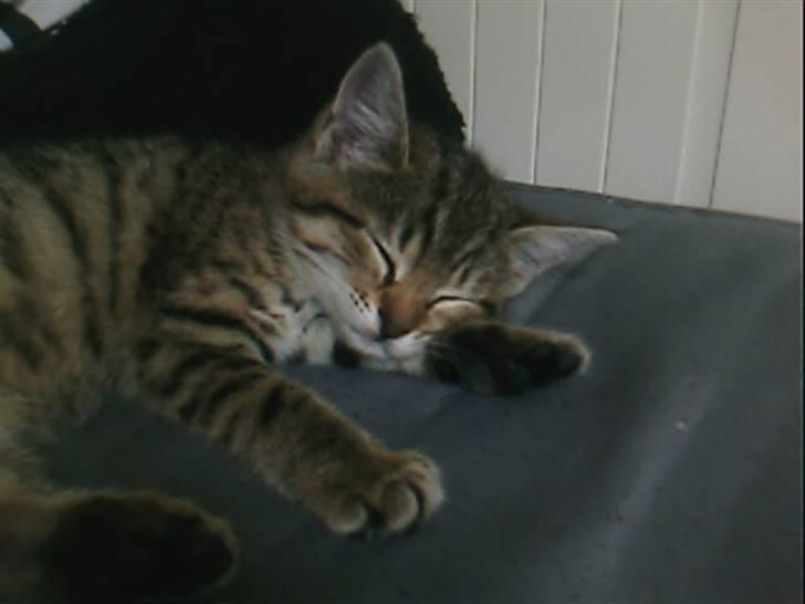 Blanding af racer Chili - Snork! billede 1