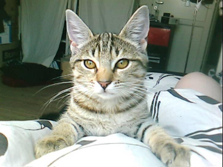 Blanding af racer Chili - Nyeste billede.. billede 2