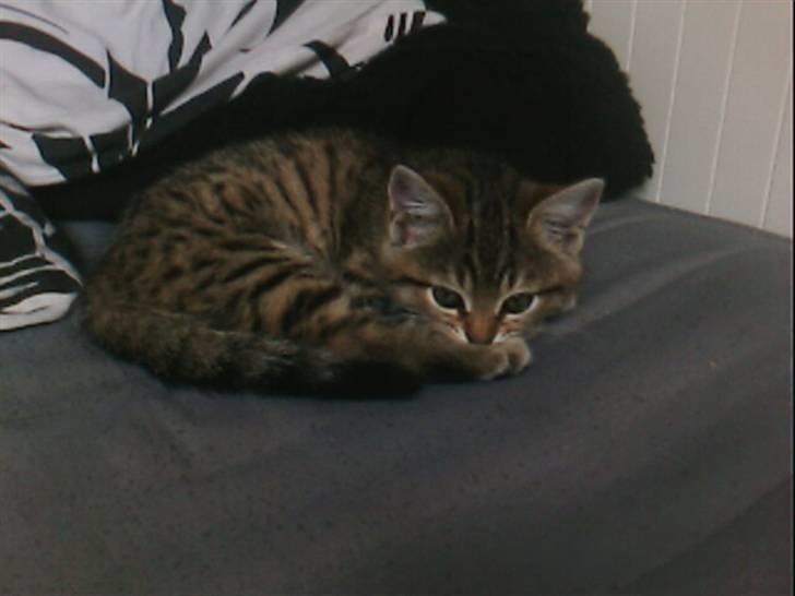 Blanding af racer Chili - Hehe... billede 3