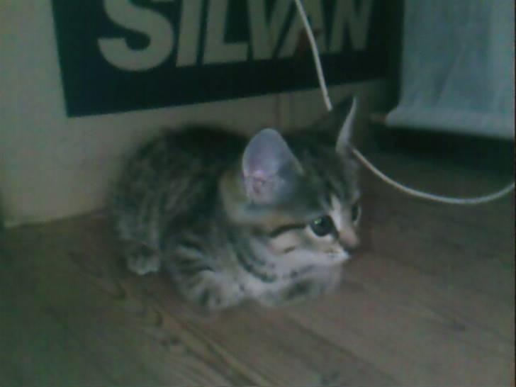 Blanding af racer Chili - Hvad? billede 4