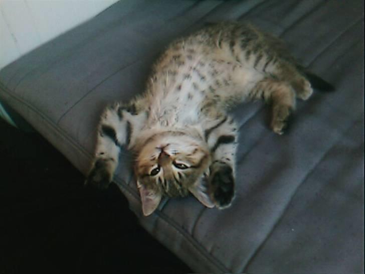 Blanding af racer Chili - At nyde det... billede 5