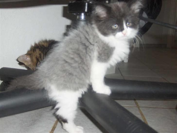 Blanding af racer Gismo - Gismo. ca. 8 uger billede 8