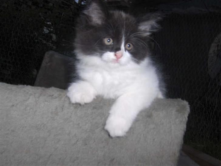 Blanding af racer Gismo - Gismo. ca. 8 uger billede 9