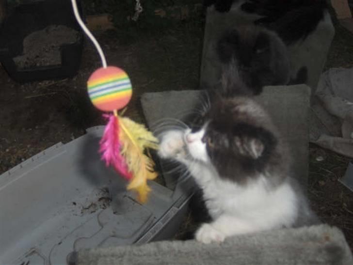 Blanding af racer Gismo - Gismo.ca. 8 uger billede 10