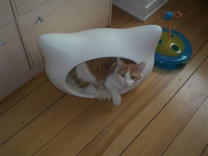 Huskat Speedy billede 1