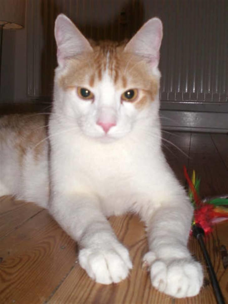 Huskat Speedy - En tiger :-) billede 2