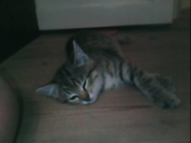 Blanding af racer Chili - ... billede 6