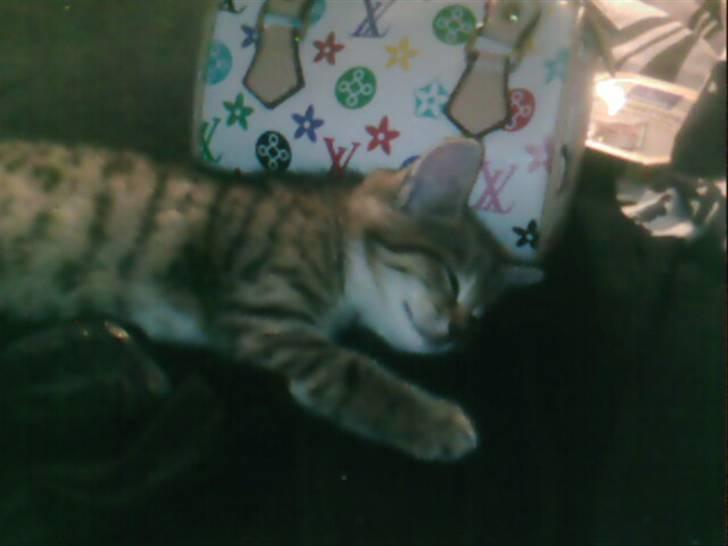 Blanding af racer Chili - Snork! billede 9