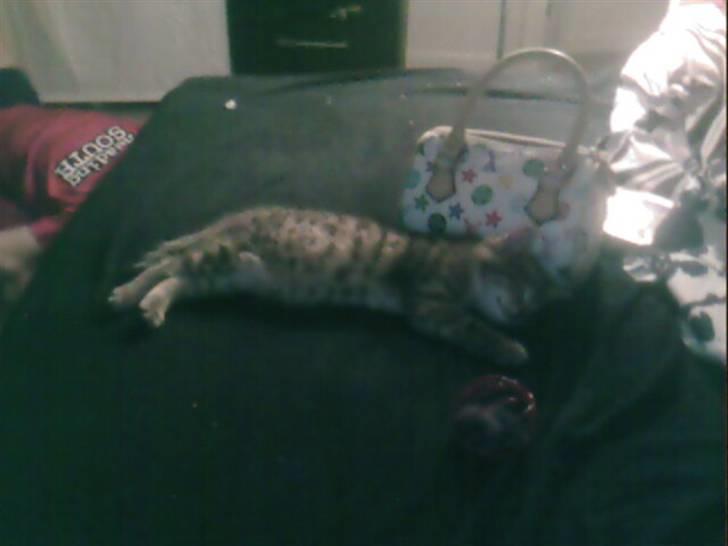 Blanding af racer Chili - Snoooork! billede 10