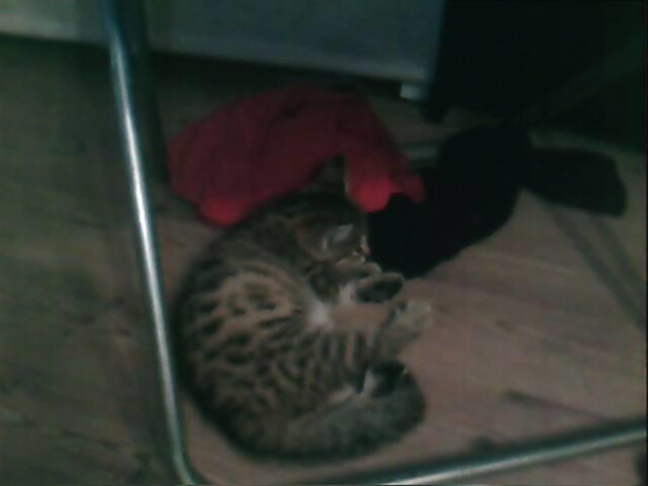 Blanding af racer Chili - Pyha det er hårdt at være killing! billede 12