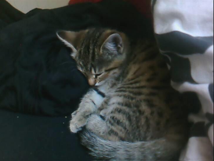 Blanding af racer Chili - Nej da - Jeg sover da ikke! billede 13