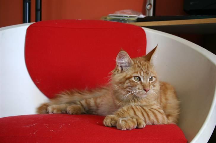 Maine Coon Garfield P - jeg flyder lige billede 9