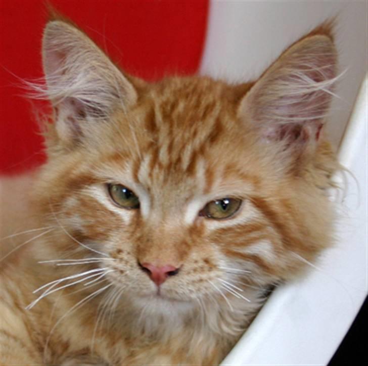 Maine Coon Garfield P - jeg er LØVERNES KONGE!!!!!!!!!!!!!!!!!!!!!!!!!!!! billede 10