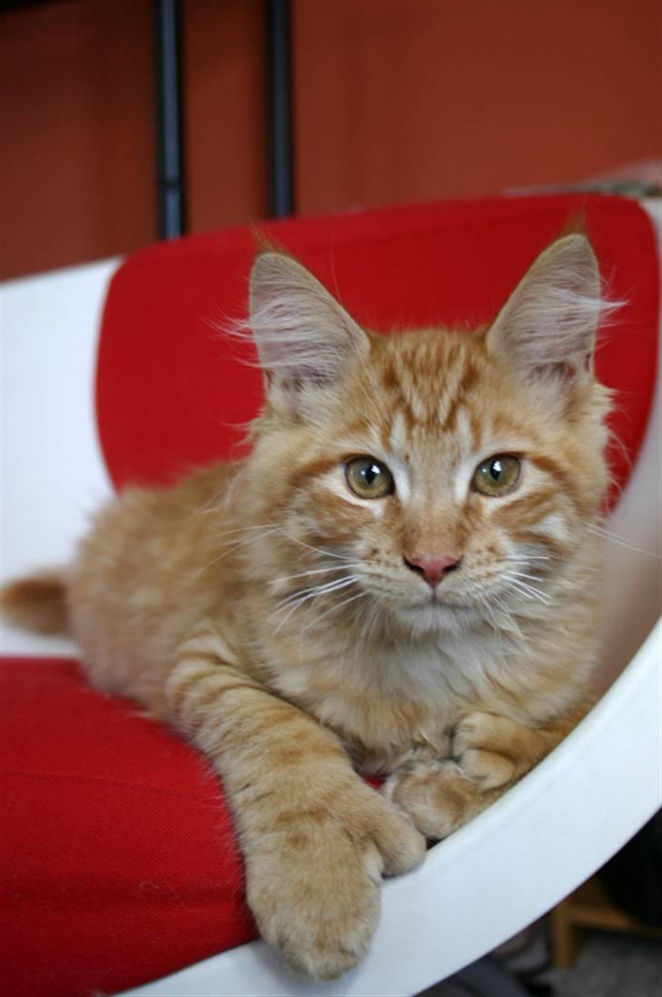 Maine Coon Garfield P - hva, kigger du på mig?? billede 11