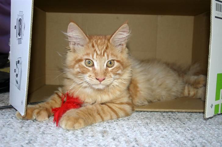 Maine Coon Garfield P - det var ik mig der åd fuglen!!! billede 12