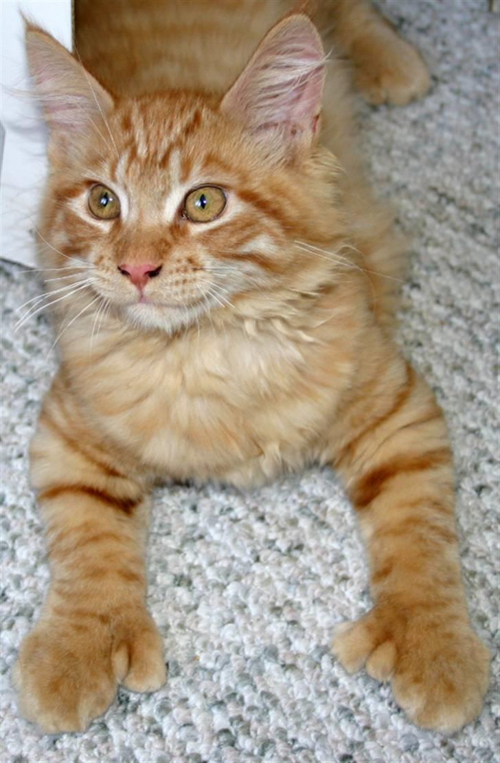 Maine Coon Garfield P - se mine flotte Poly fusser... billede 13