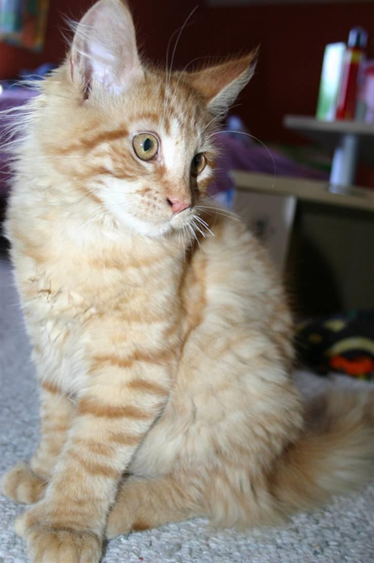 Maine Coon Garfield P - jeg kan sidde SÅÅÅÅÅ flot billede 14