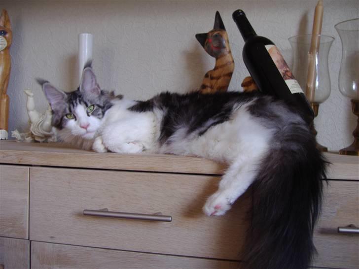 Maine Coon Coon Danica's Sex Bomb  -  Sex Bomb 10,5 mdr billede 10