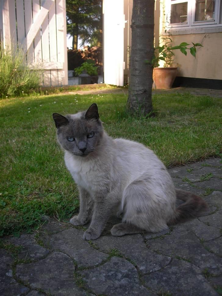 Huskat Prinsesse Nala billede 9