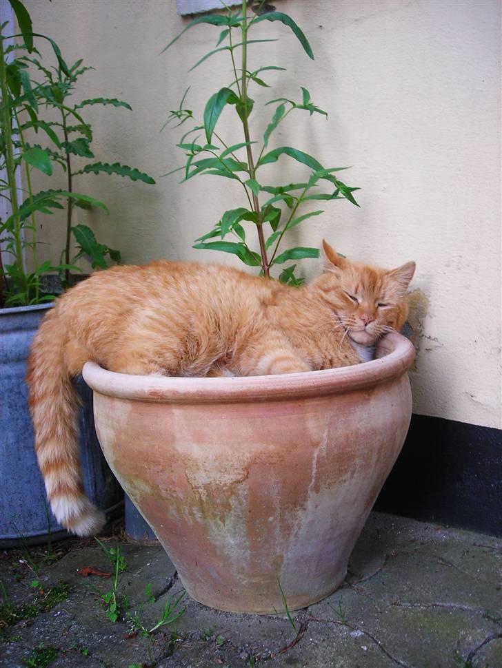 Huskat Paplo Picasso - jeg kunne ikke lige finde et andet sted at sove... billede 1