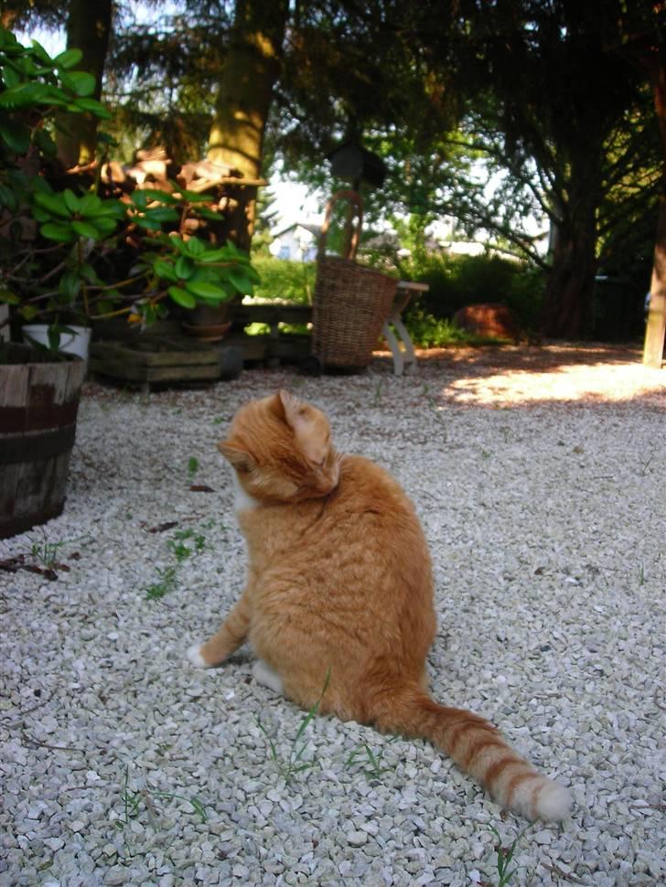 Huskat Paplo Picasso - nej hvor er jeg bare beskidt billede 2